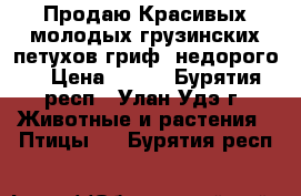 Продаю.Красивых,молодых грузинских петухов(гриф)(недорого) › Цена ­ 500 - Бурятия респ., Улан-Удэ г. Животные и растения » Птицы   . Бурятия респ.